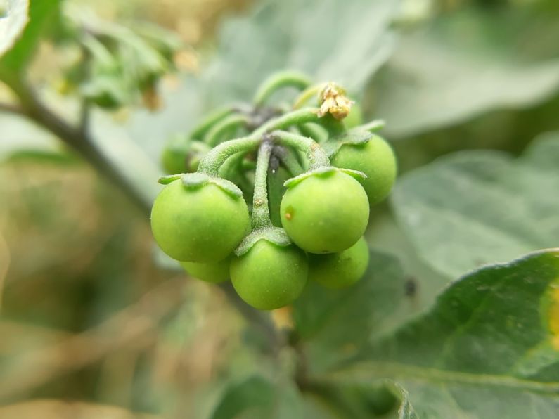 Anti-Inflammatory Food - a close up of some green berries on a tree