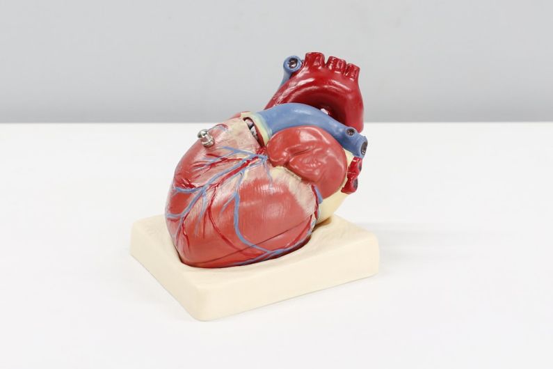 Cardio Basics - a model of a human heart on a white surface