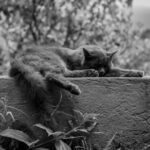 Rest Day - grayscale photo of cat animal on concrete wall